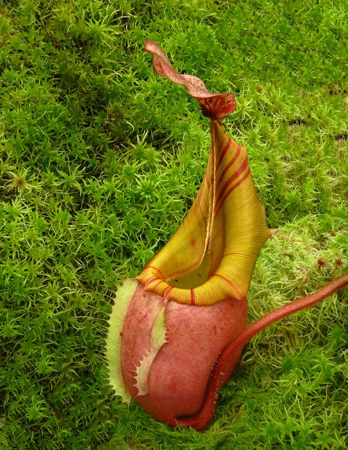 Nepenthes veitchii "Bario" Highland Grex2 BE-4033