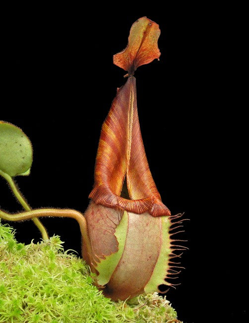 Nepenthes veitchii "Bario" Highland Grex2 BE-4033