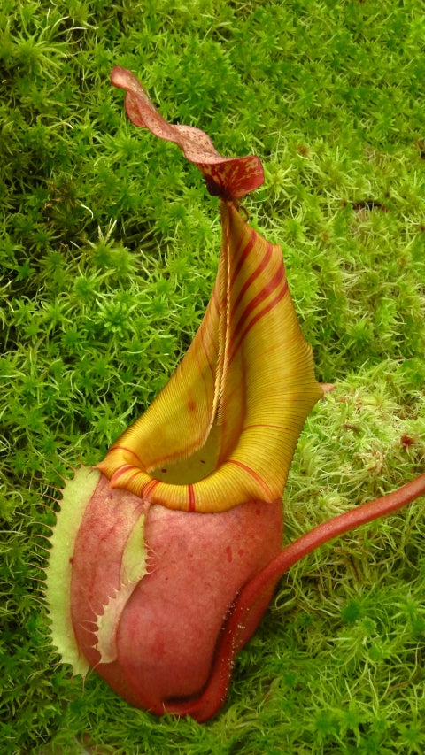 Nepenthes veitchii "Bario" Highland Grex2 BE-4033