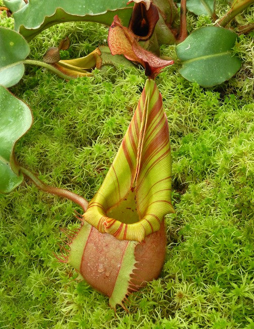 Nepenthes veitchii "Bario" Highland Grex2 BE-4033