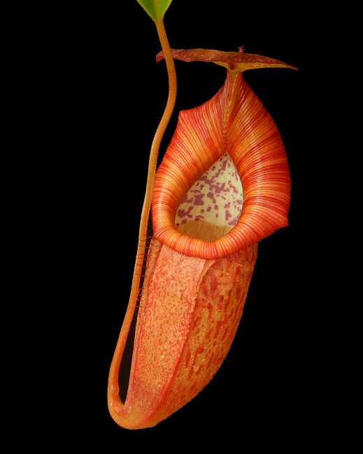 Nepenthes petiolata x flava BE-4035