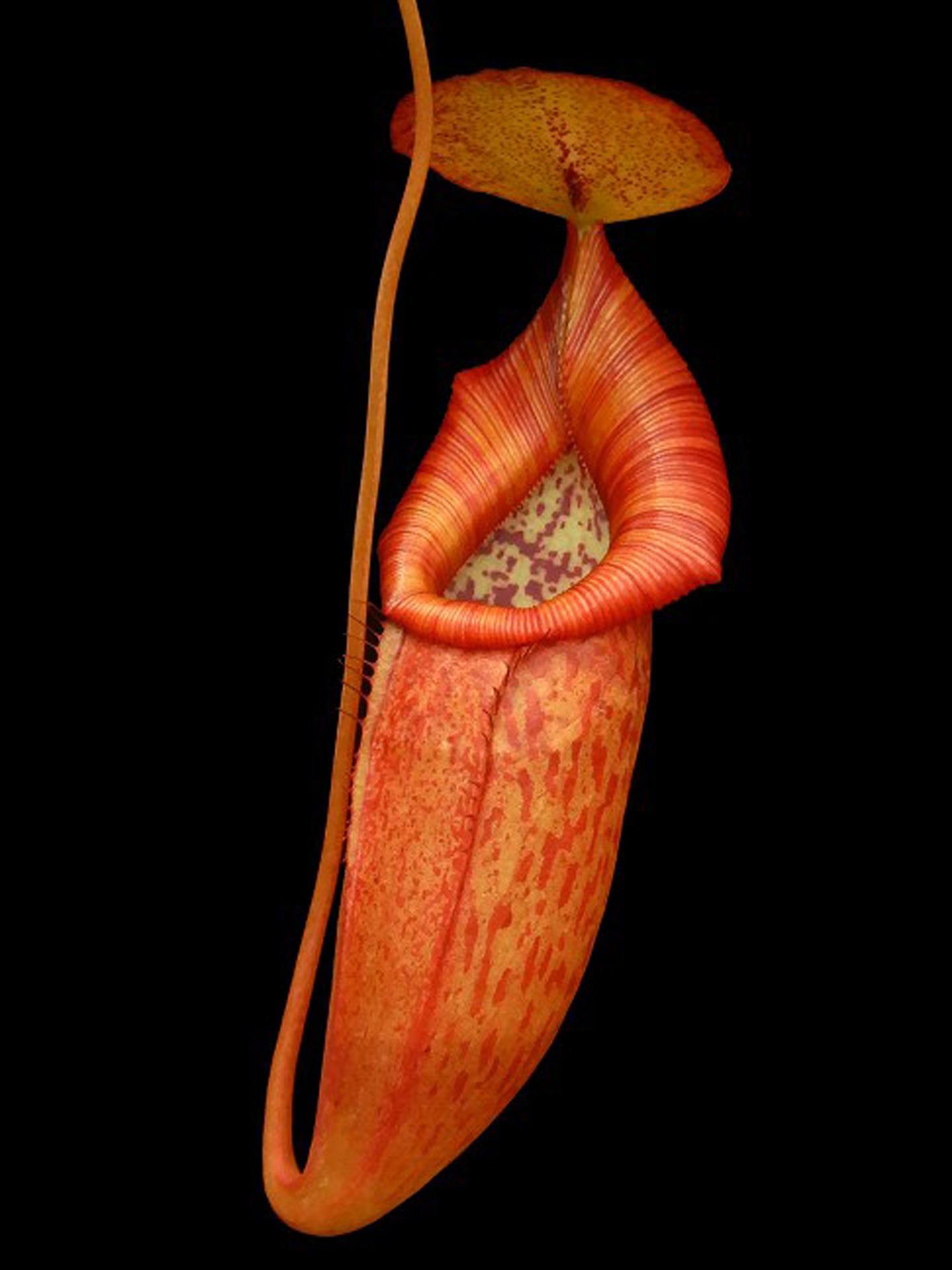 Nepenthes petiolata x flava BE-4035