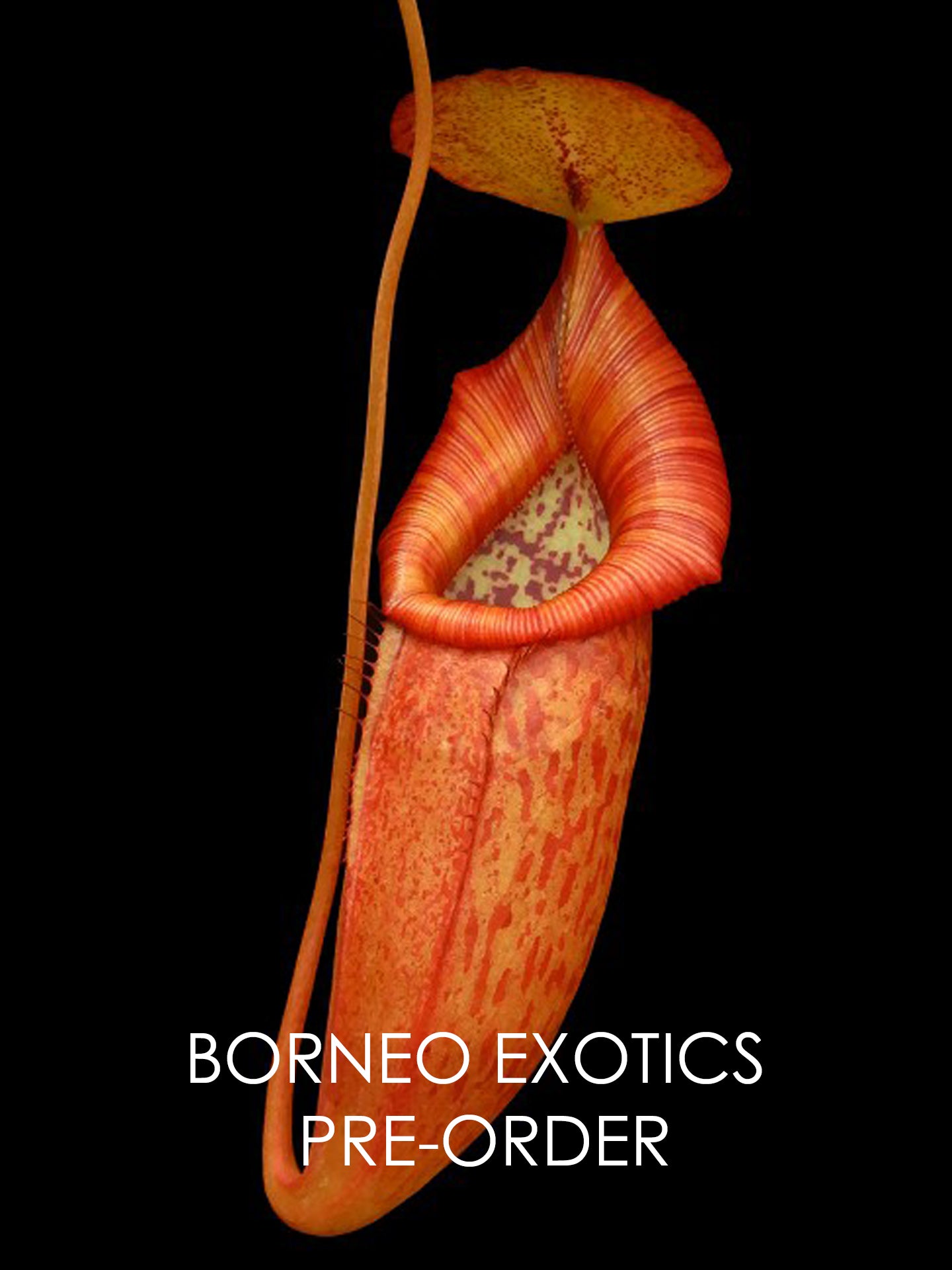 Nepenthes petiolata x flava BE-4035