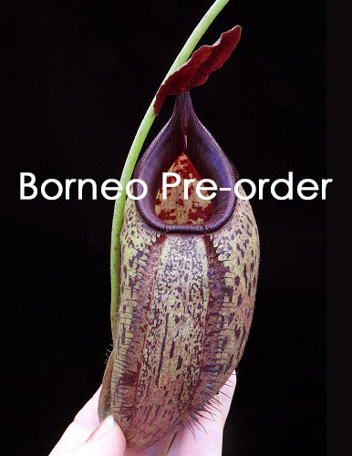 Nepenthes robcantleyi x aristolochioides   BE-4036