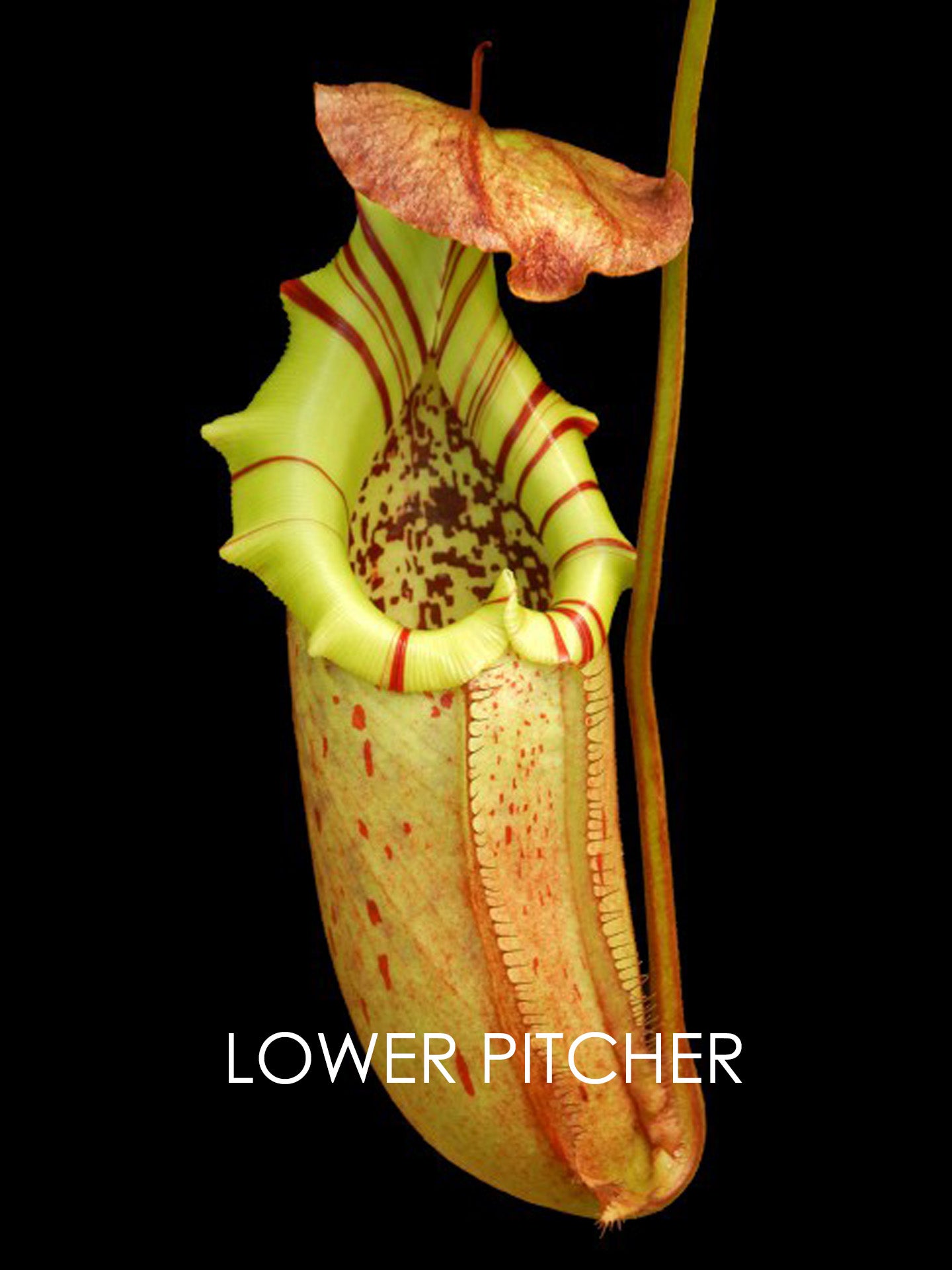 Nepenthes burbidgeae x robcantleyi BE-4038 Selected Clone