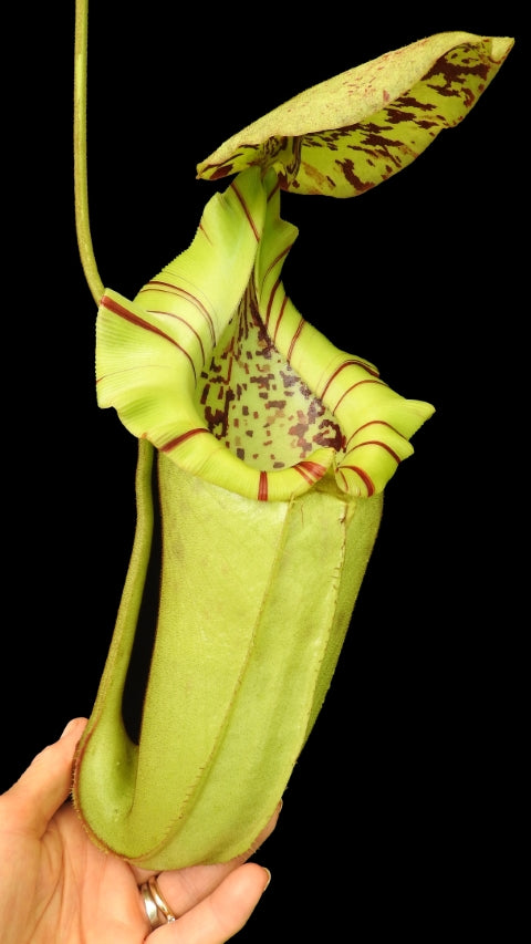 Nepenthes burbidgeae x robcantleyi BE-4038 Selected Clone