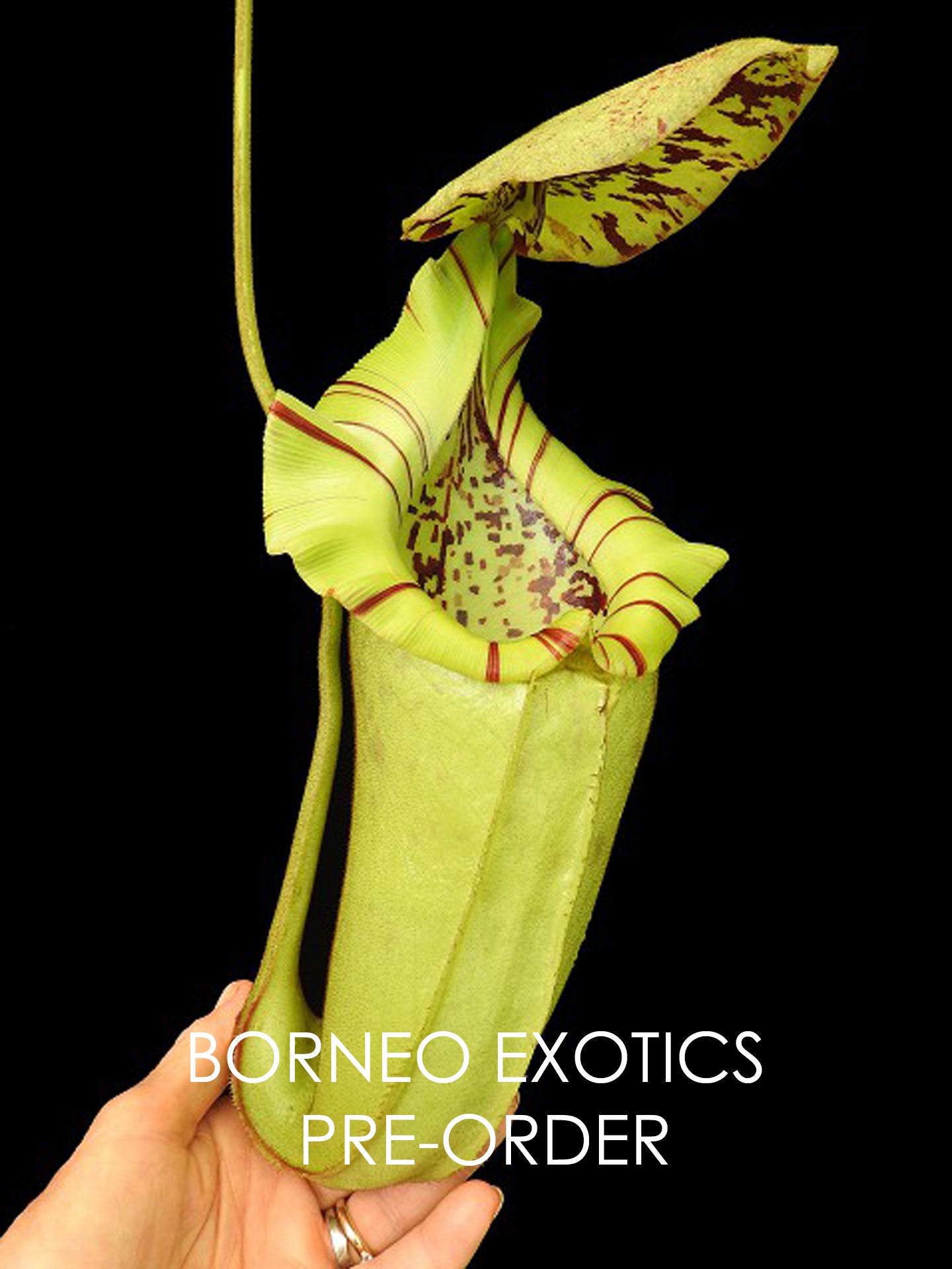 Nepenthes burbidgeae x robcantleyi BE-4038 Selected Clone