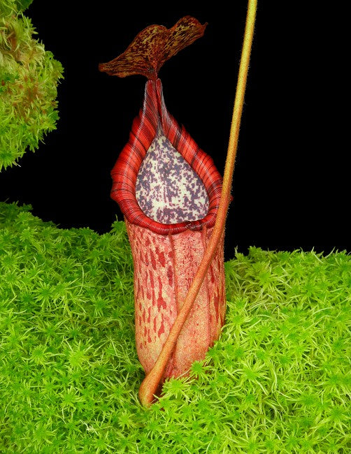 Nepenthes burbidgeae x petiolata BE-4042