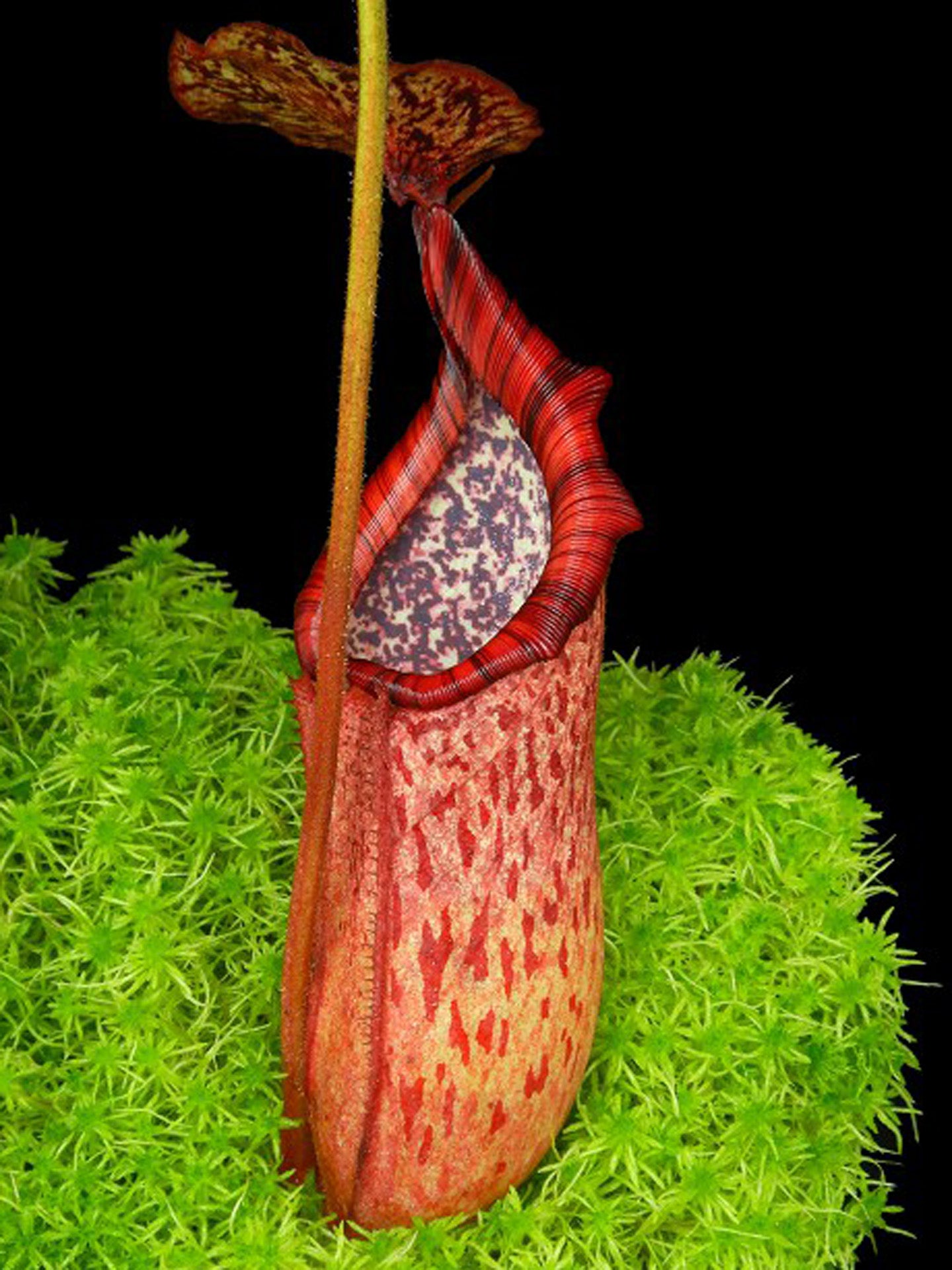 Nepenthes burbidgeae x petiolata BE-4042