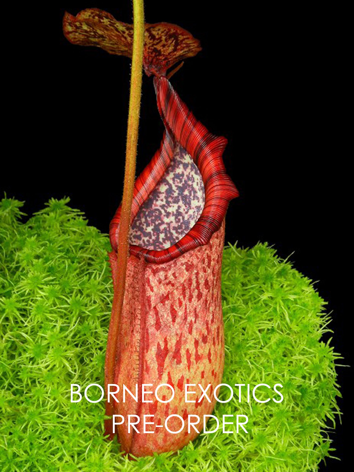 Nepenthes burbidgeae x petiolata BE-4042