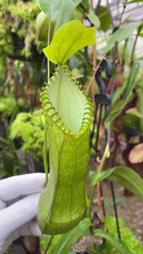 Nepenthes hamata "Lumut"x"Tambusisi" BE-4044