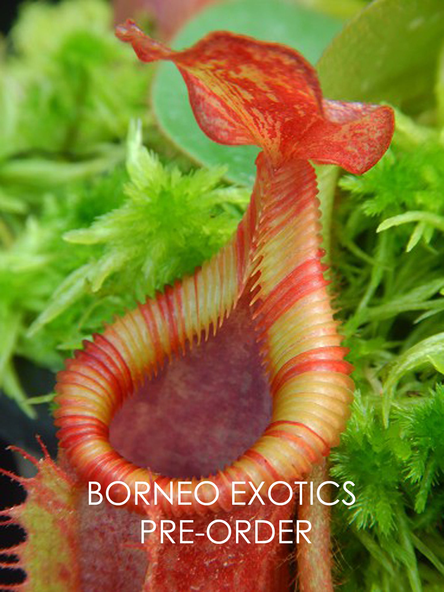 Nepenthes villosa x veitchii BE-4045 Assorted Clones