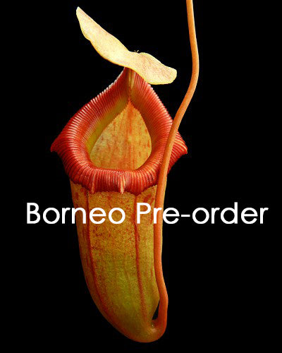 N. x burkei x flava BE-4046