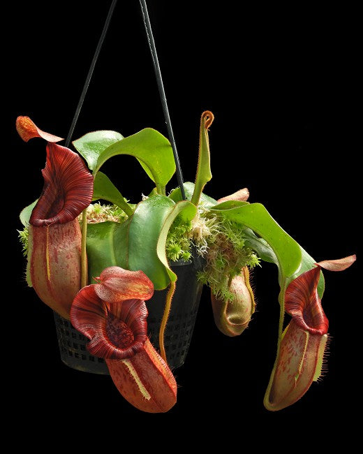 Nepenthes petiolata x veitchii BE-4047 Assorted clone