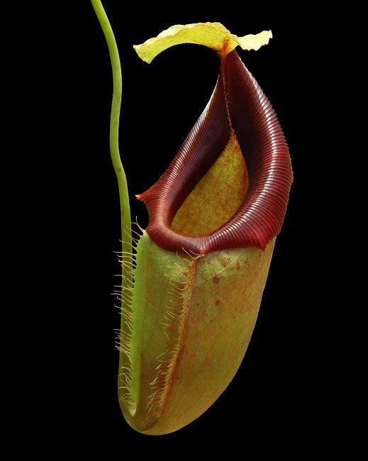 Nepenthes spathulata x flava BE-4048