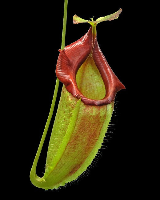 Nepenthes spathulata x flava BE-4048