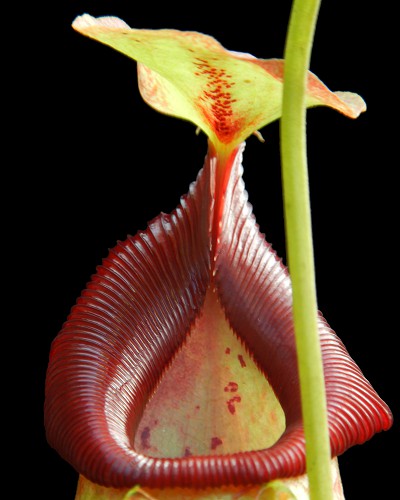 Nepenthes spathulata x flava BE-4048