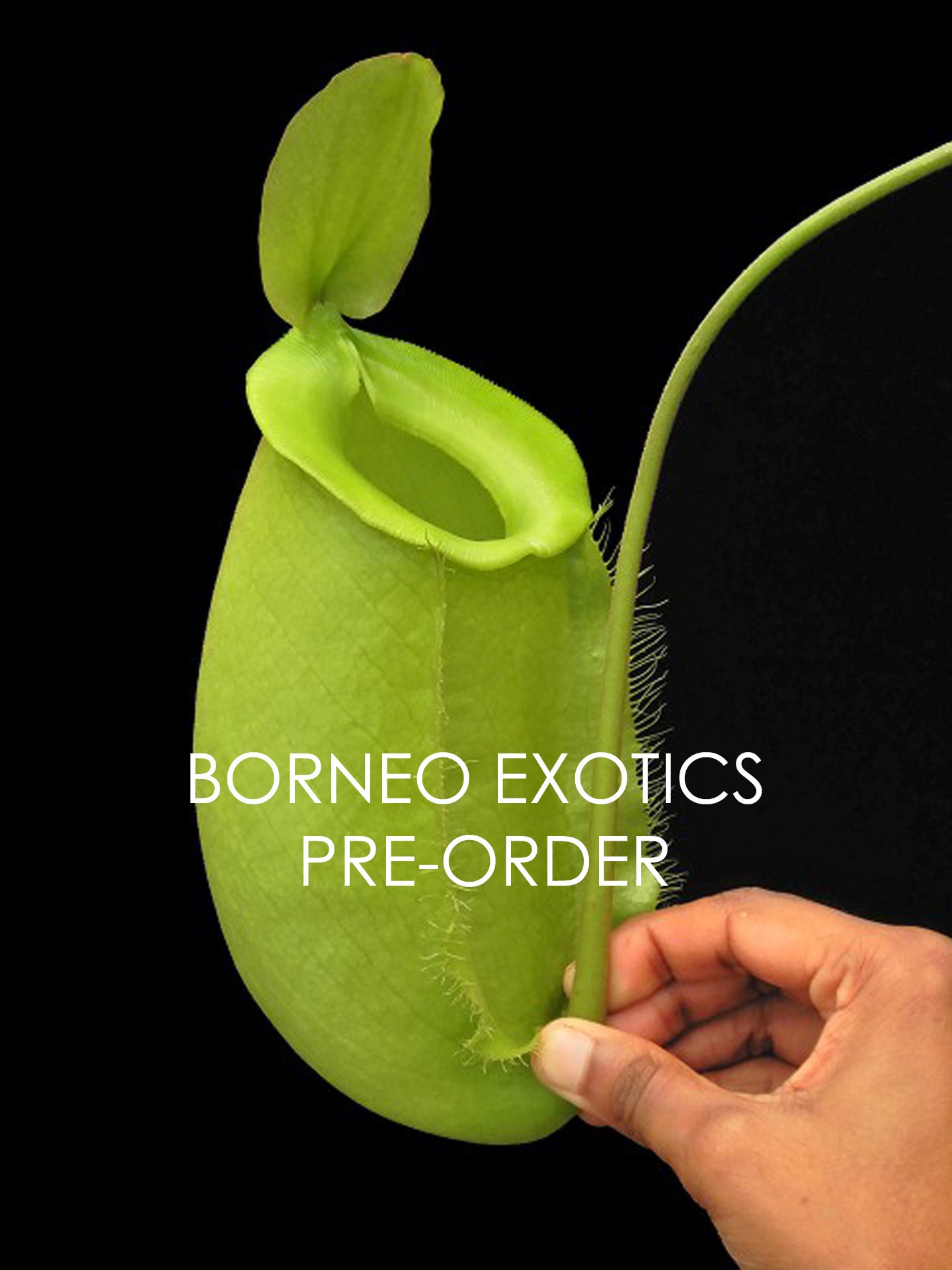 Nepenthes spathulata x ampullaria "Solid Green" BE-4050