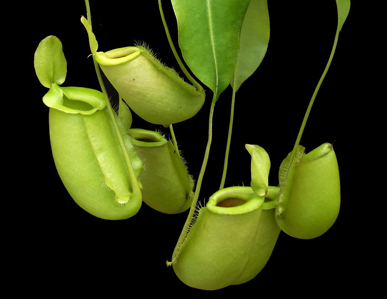 Nepenthes spathulata x ampullaria "Solid Green" BE-4050