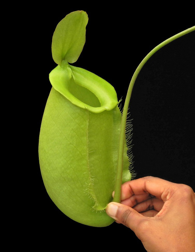 Nepenthes spathulata x ampullaria "Solid Green" BE-4050