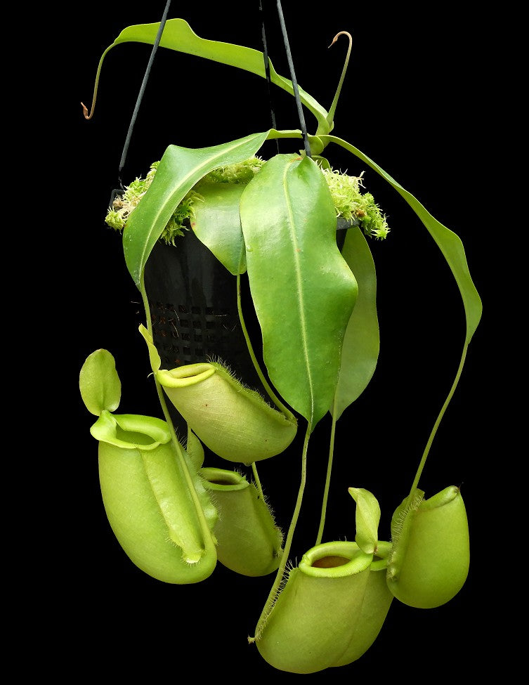 Nepenthes spathulata x ampullaria "Solid Green" BE-4050