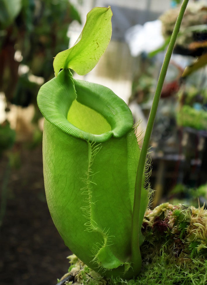 Nepenthes spathulata x ampullaria "Solid Green" BE-4050