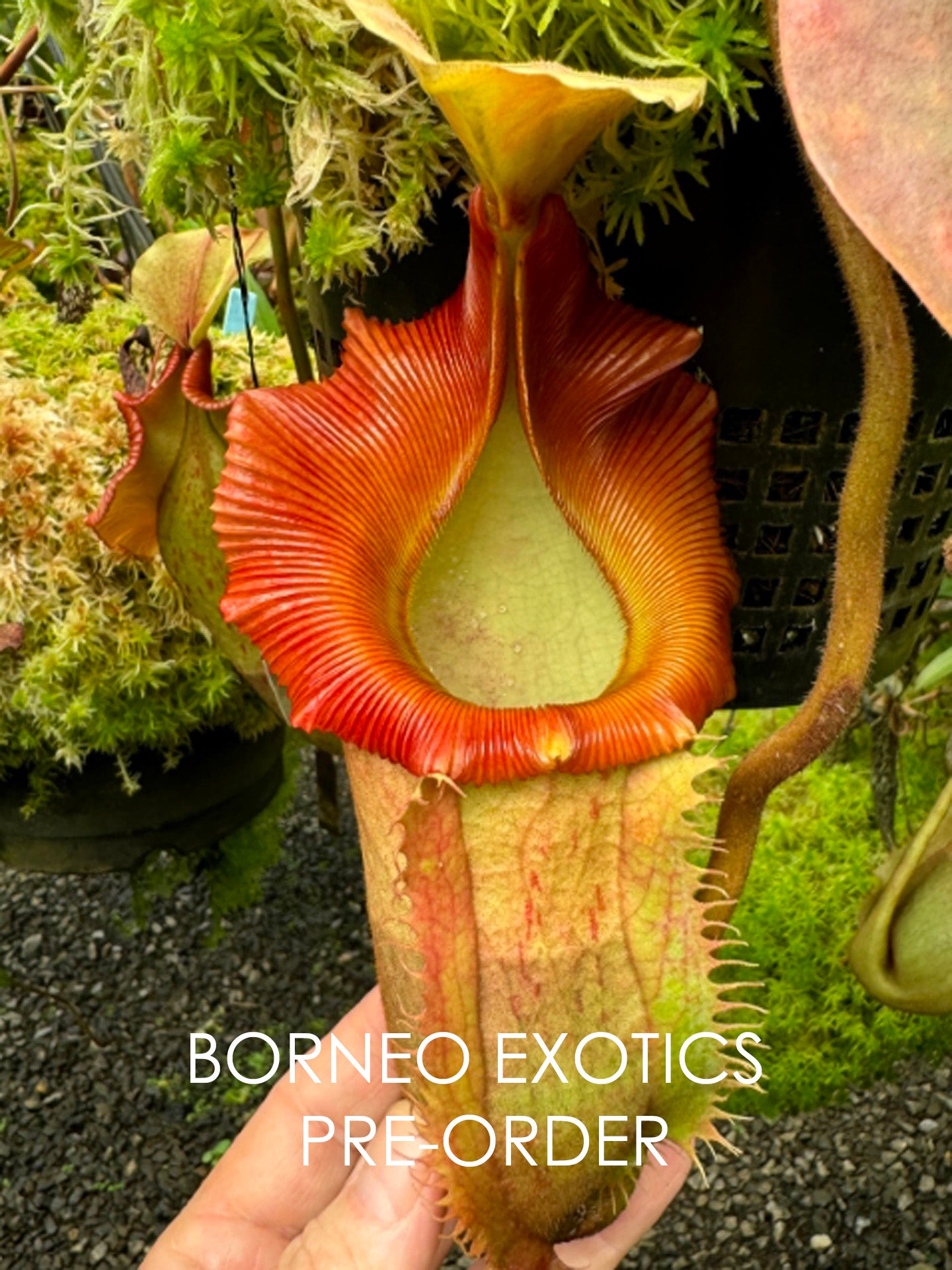 Nepenthes veitchii x (burbidgeae x edwardsiana) BE-4053 Different Clones