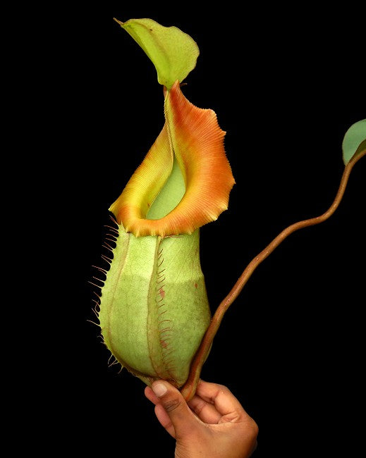 Nepenthes veitchii x (burbidgeae x edwardsiana) BE-4053 Different Clones