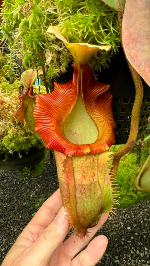 Nepenthes veitchii x (burbidgeae x edwardsiana) BE-4053 Different Clones