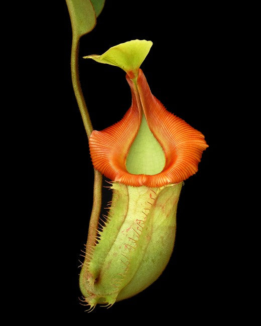 Nepenthes veitchii x (burbidgeae x edwardsiana) BE-4053 Different Clones