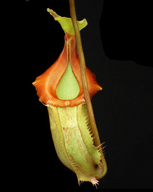 Nepenthes veitchii x (burbidgeae x edwardsiana) BE-4053 Different Clones
