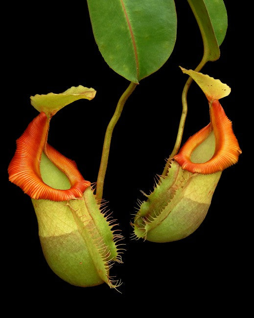 Nepenthes veitchii x (burbidgeae x edwardsiana) BE-4053 Different Clones