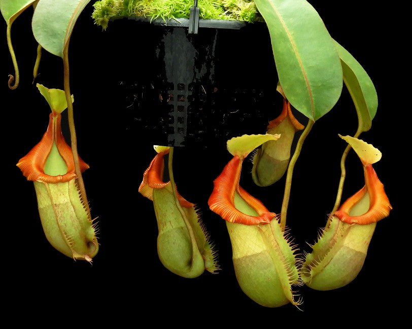 Nepenthes veitchii x (burbidgeae x edwardsiana) BE-4053 Different Clones