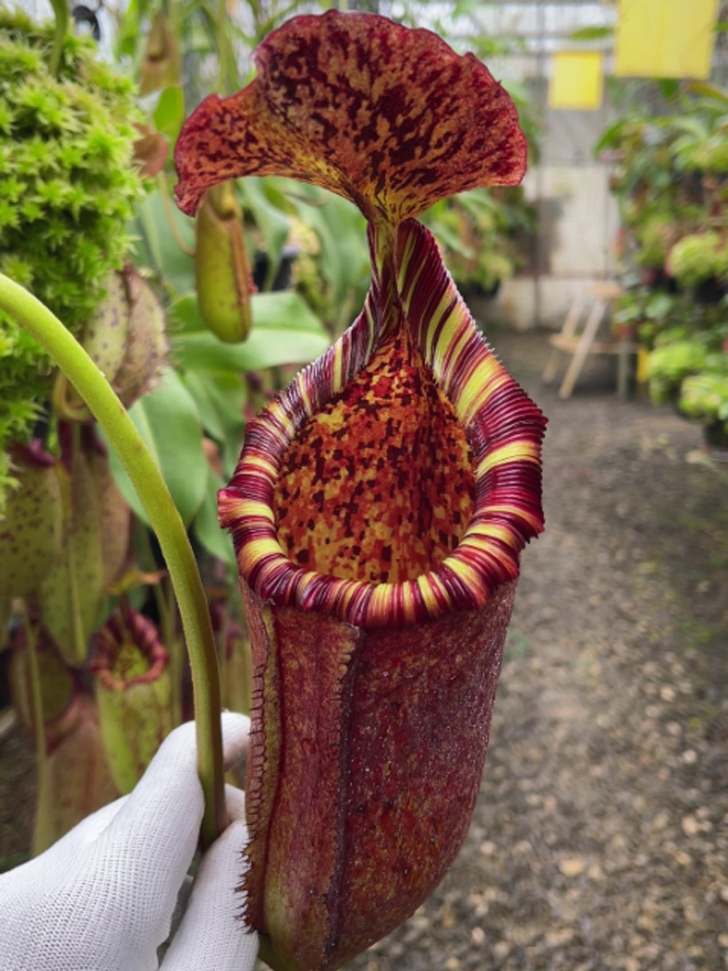 Nepenthes "Trusmadiensis" x burbidgeae BE-4054 Assorted Clones