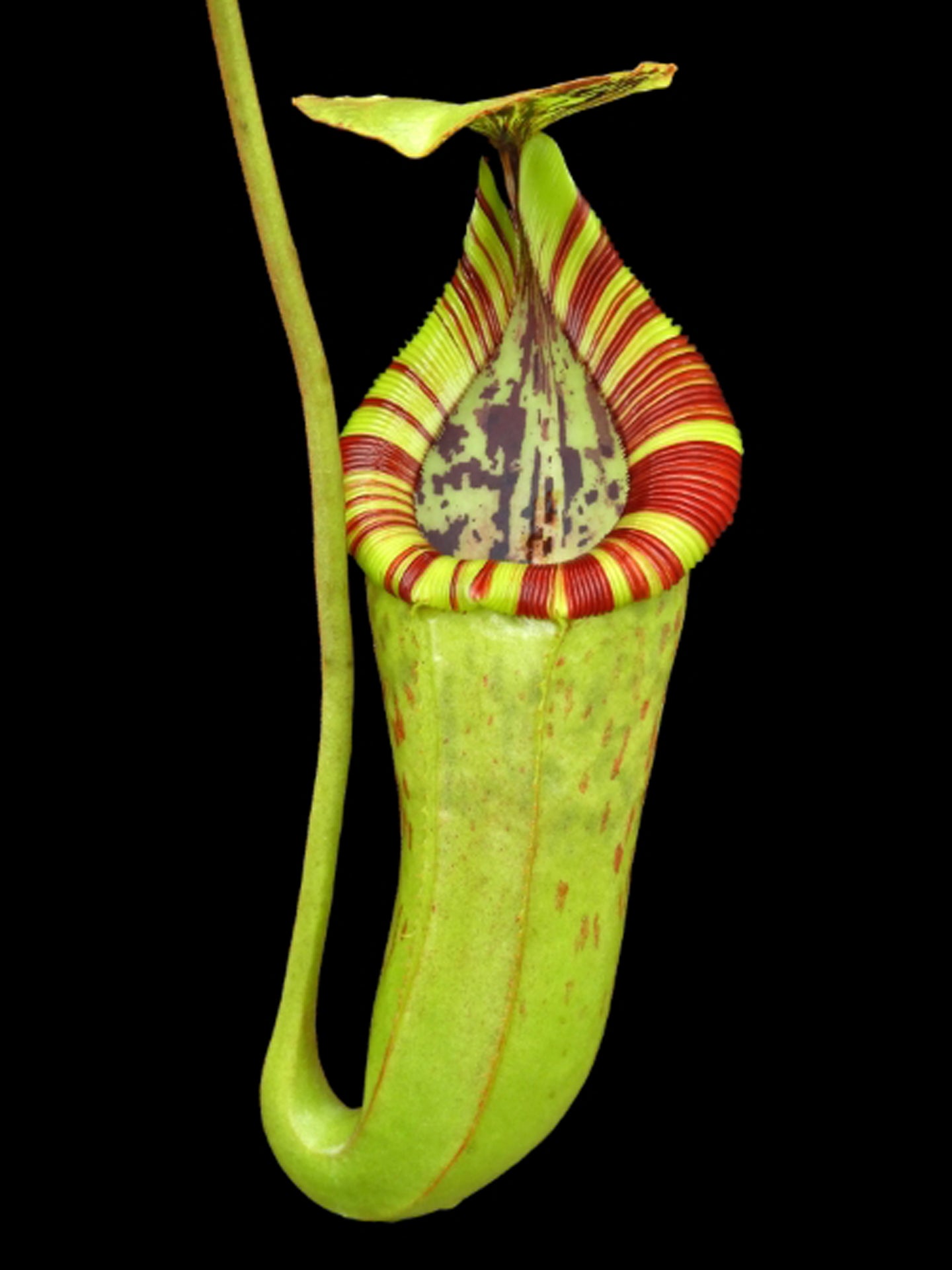 Nepenthes "Trusmadiensis" x burbidgeae BE-4054 Assorted Clones