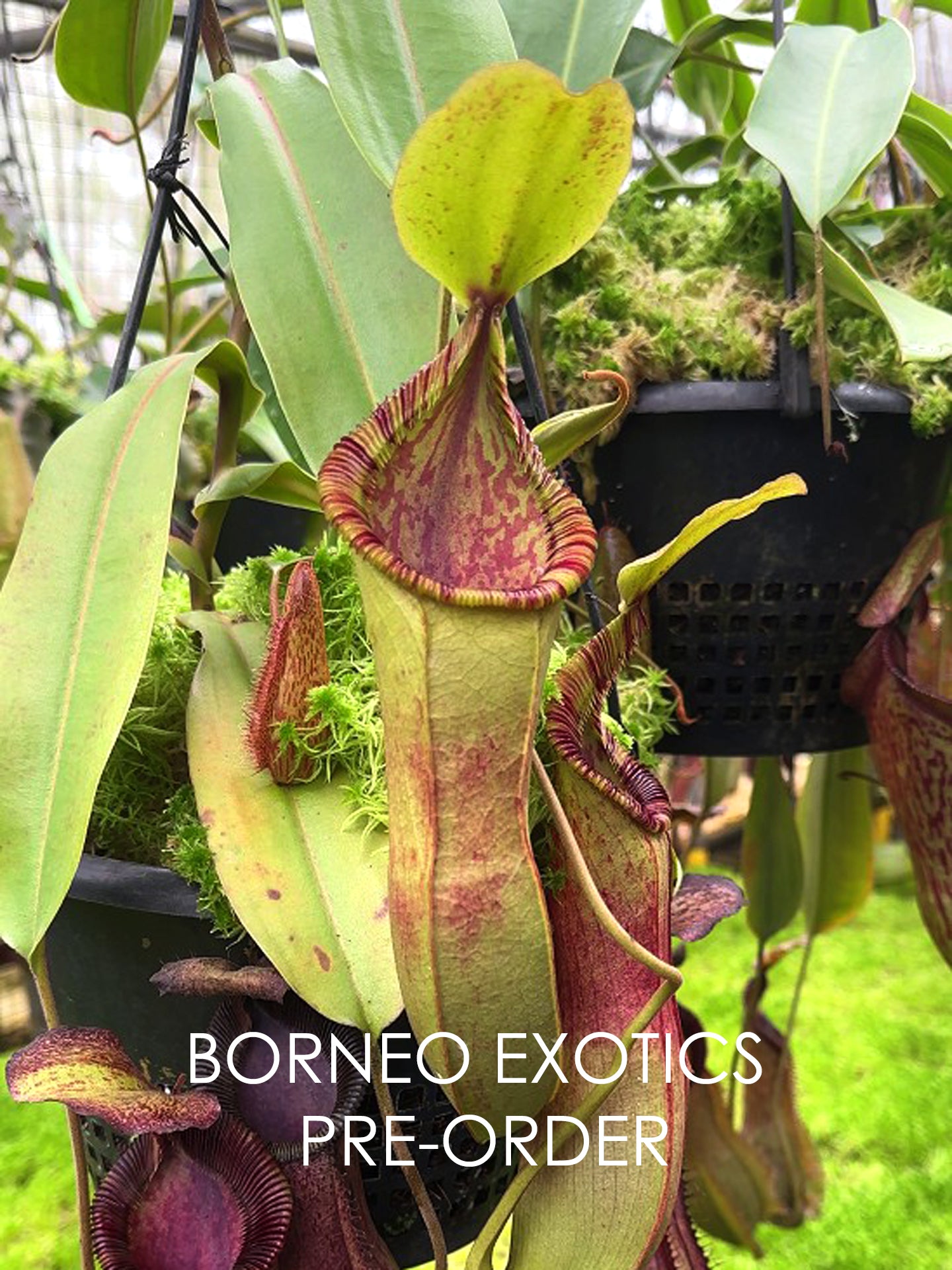 Nepenthes hamata"Tambusisi" x (Veitchii x lowii) BE-4057