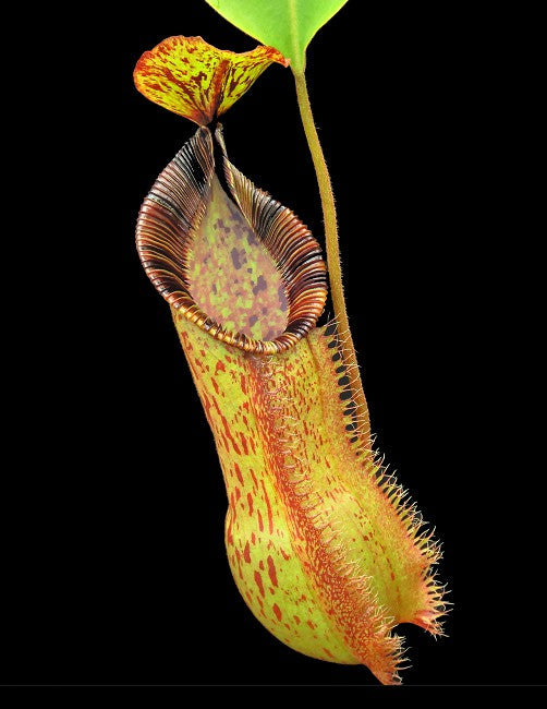 Nepenthes hamata"Tambusisi" x (Veitchii x lowii) BE-4057