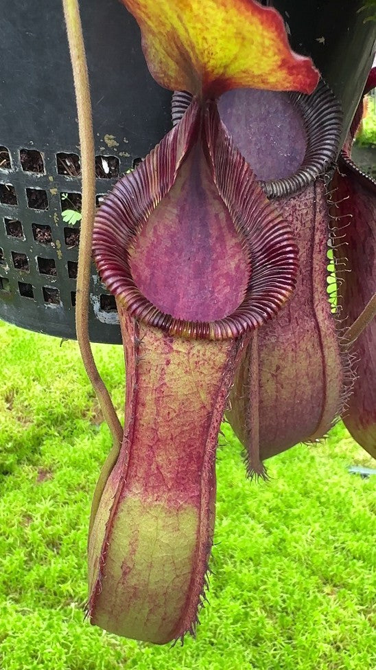 Nepenthes hamata"Tambusisi" x (Veitchii x lowii) BE-4057
