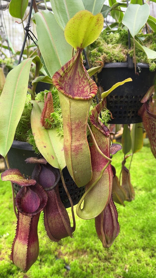 Nepenthes hamata"Tambusisi" x (Veitchii x lowii) BE-4057