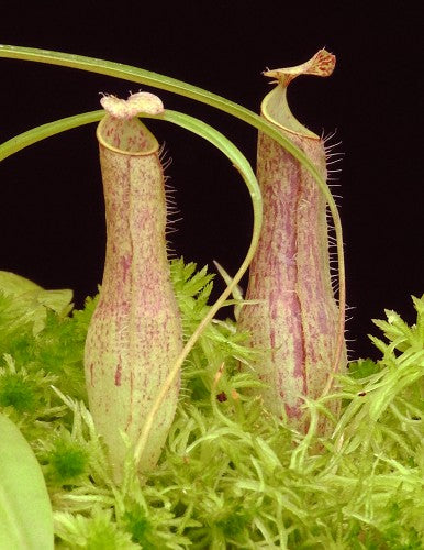 Nepenthes gracilis BE-4060