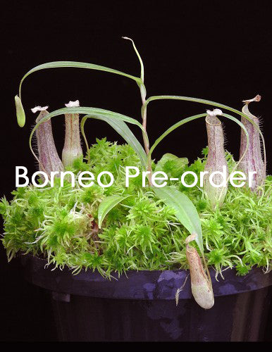 Nepenthes gracilis BE-4060