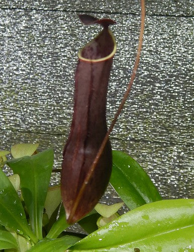 Nepenthes gracilis BE-4060