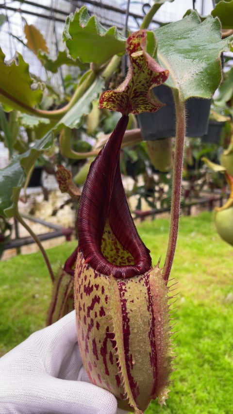 Nepenthes veitchii "Bario" x maxima "Wavy leaf" BE-4061