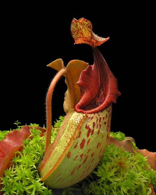 Nepenthes veitchii "Bario" x maxima "Wavy leaf" BE-4061