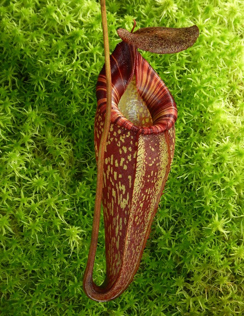 Nepenthes talangensis x spectabilis BE-4063