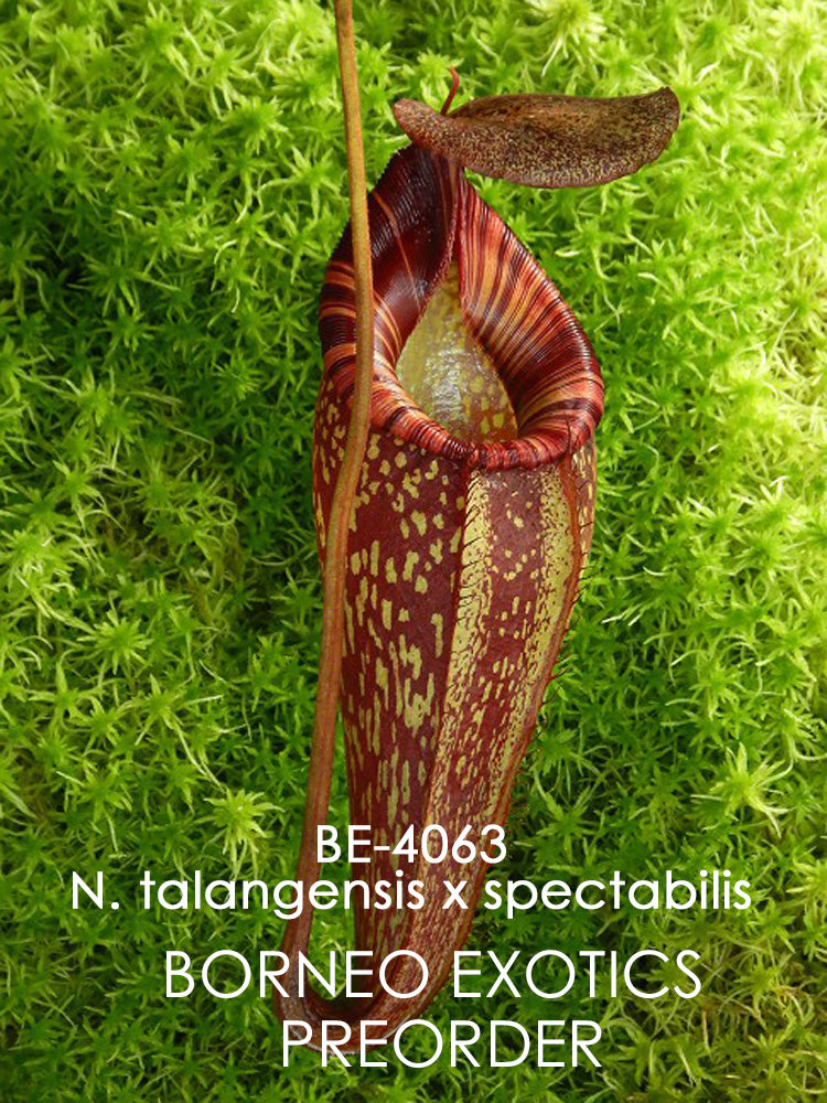 Nepenthes talangensis x spectabilis BE-4063