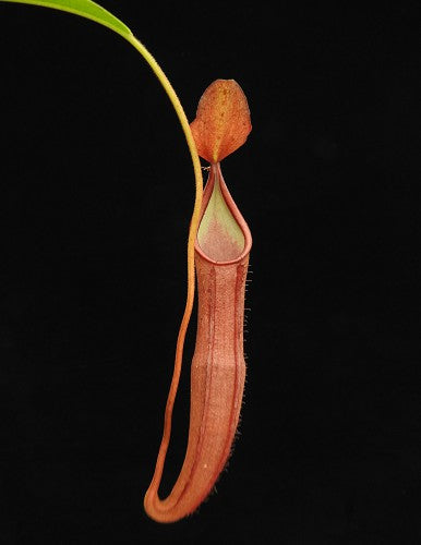 Nepenthes sanguinea  BE-4066