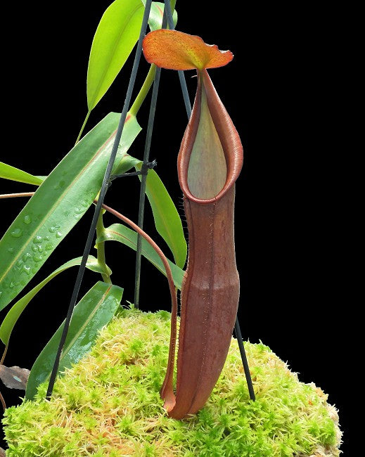 Nepenthes sanguinea  BE-4066