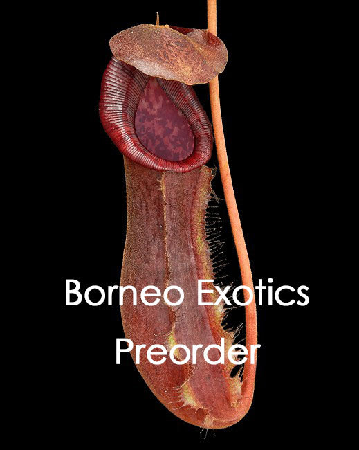 N. x boschiana x lowii  BE-4067