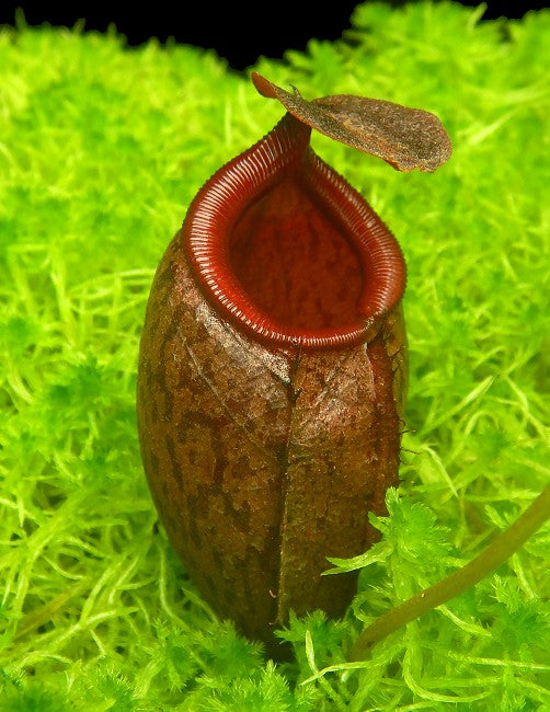 N.x mira x tenuis  BE-4070